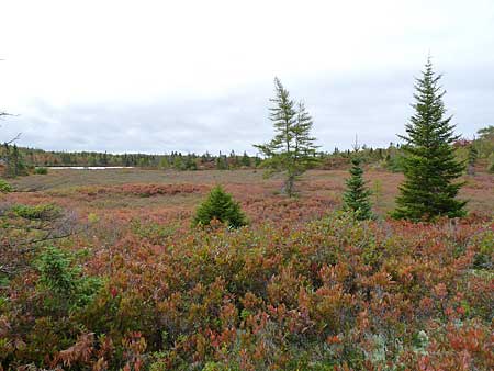The Bluff Trail