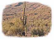 Saguaro landscape