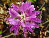 Rhodora
