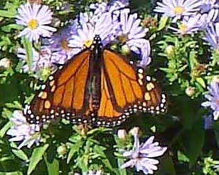 monarch