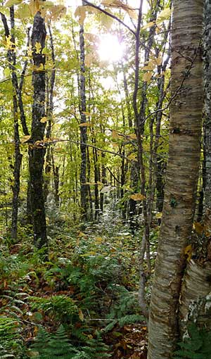 forest