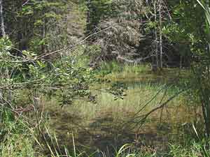 wetland