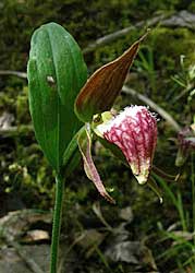 yellow lady's slipper