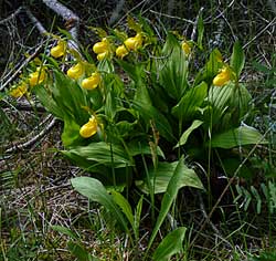 yellow lady's slipper
