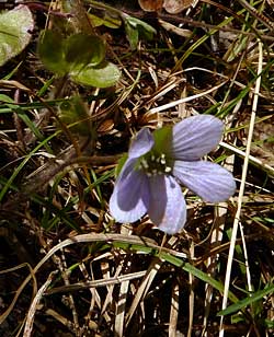 hepatica
