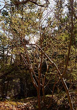 leatherwood