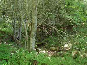 sinkhole