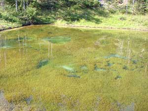 pond2