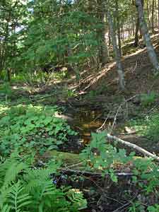 stream