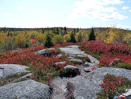 The Bluff Trail