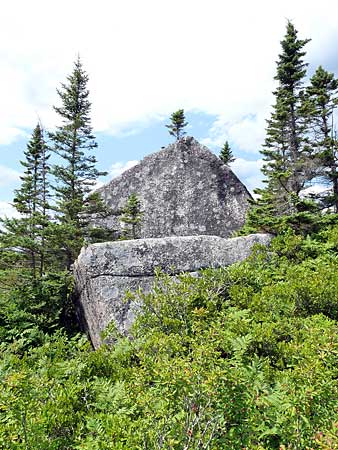The Bluff Trail