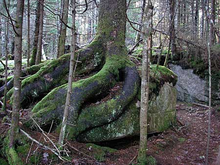 The Bluff Trail