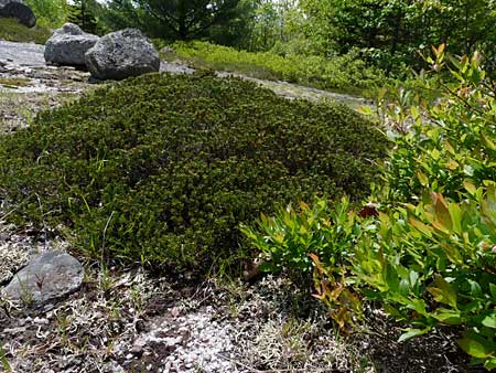 The Bluff Trail