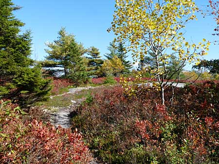 The Bluff Trail