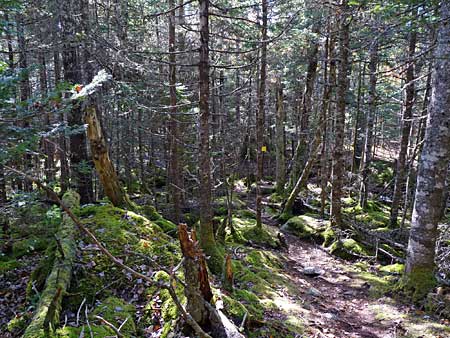 The Bluff Trail