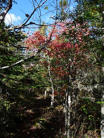 The Bluff Trail