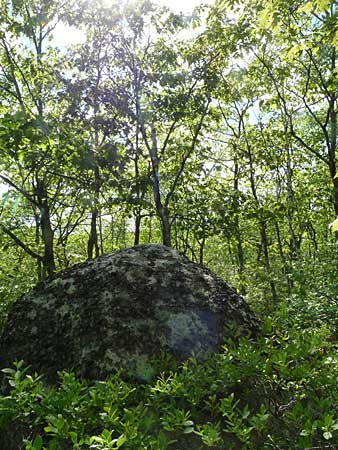 The Bluff Trail