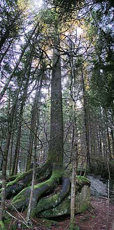 The Bluff Trail