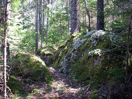 The Bluff Trail