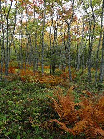 The Bluff Trail