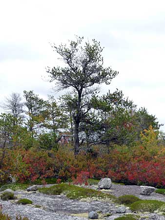 The Bluff Trail