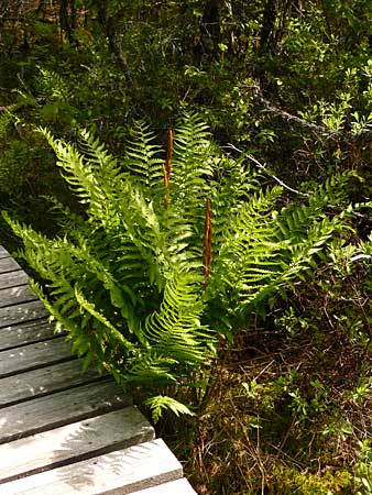 The Bluff Trail