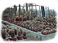 Cactus room
