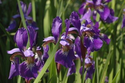 iris versicolor