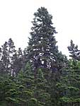 spruce