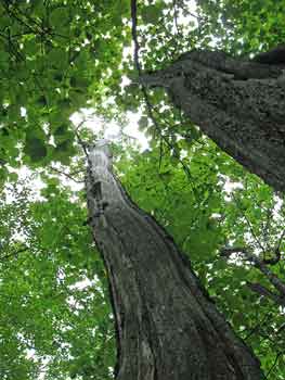 oak stand