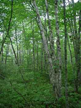 oak