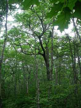 oak