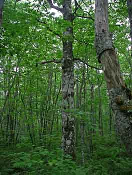 oak