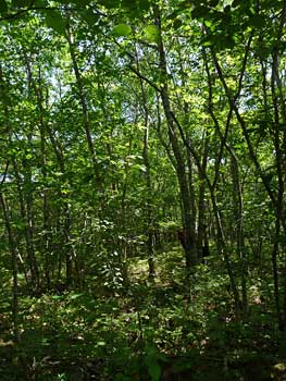 oak