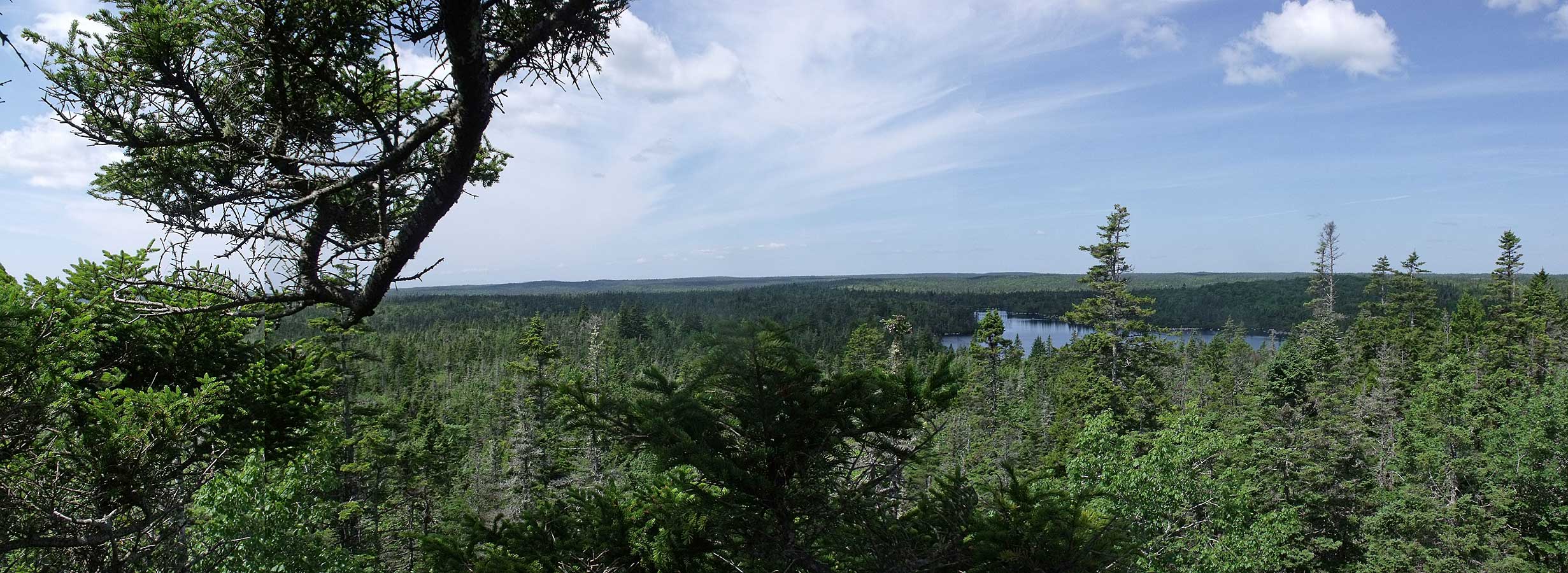 red spruce