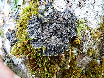 lichens