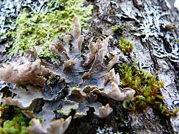 lichens