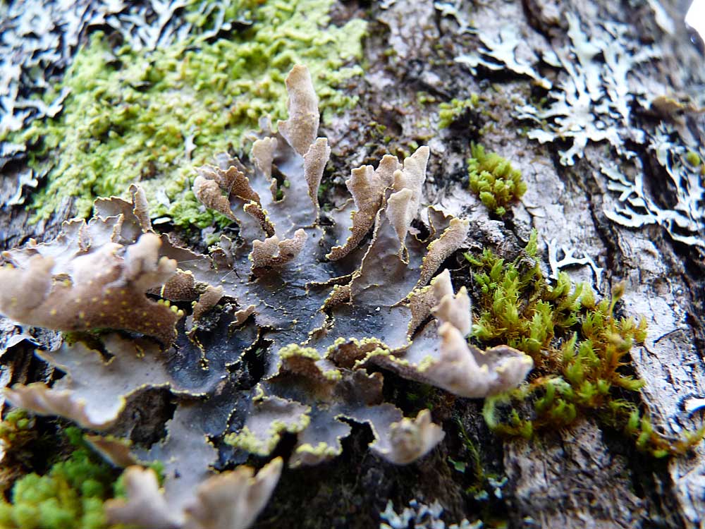 lichen