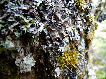 lichens
