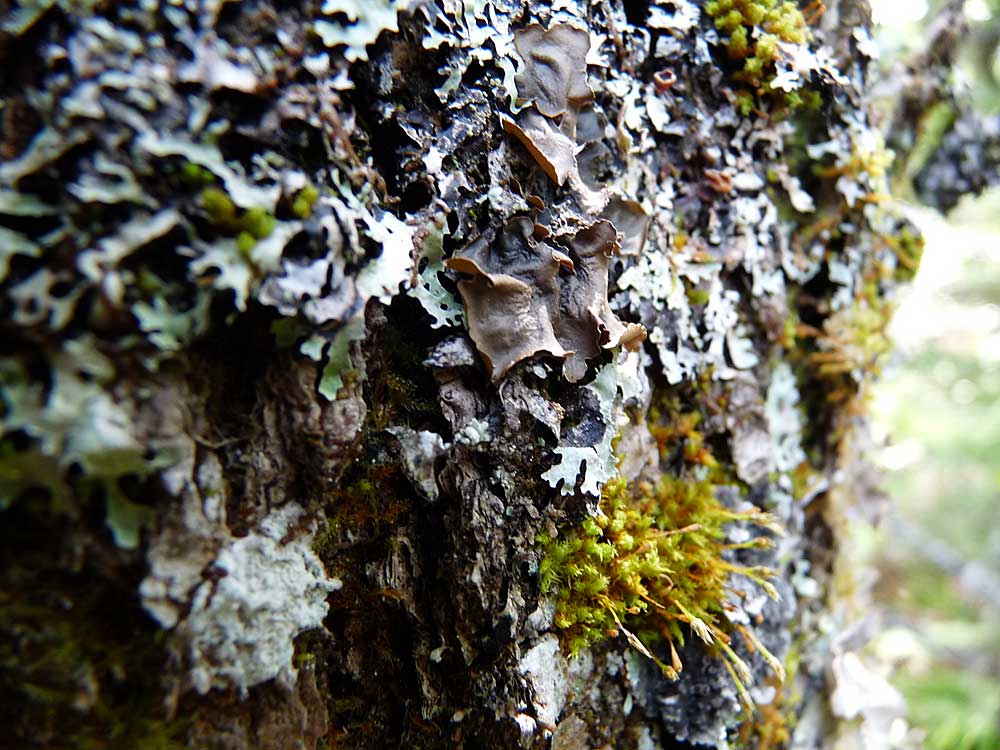 lichen