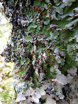lichens