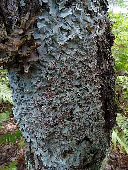 lichens
