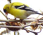 goldfinch