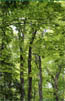 forests