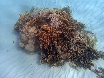 reef