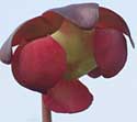 pitcher plant