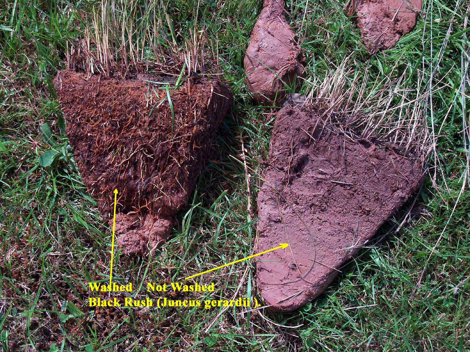  JuncusGerardii Sliced and washed  Sod