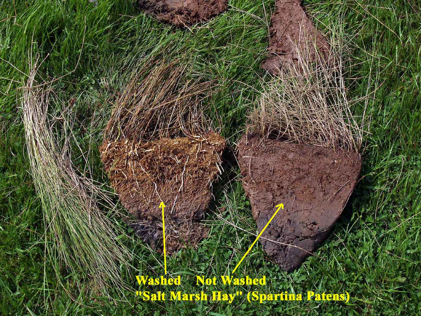  Sliced and washed Spartina Patens Sod