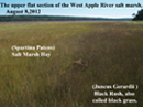 marsh
