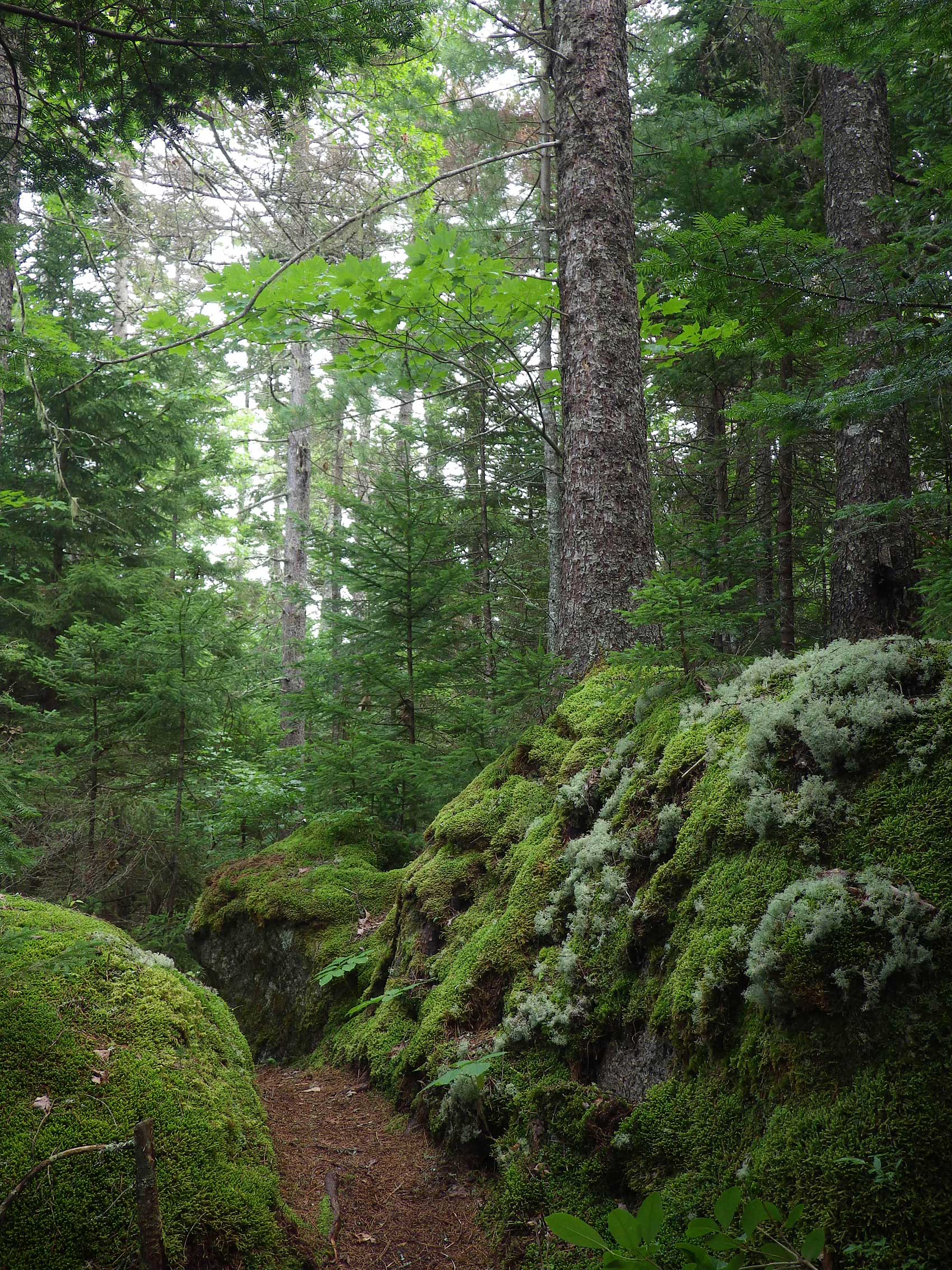 Older growth Mixed Forest